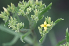 Kalanchoe laciniata
